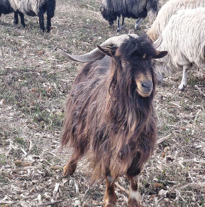 Vând Țap carpatin