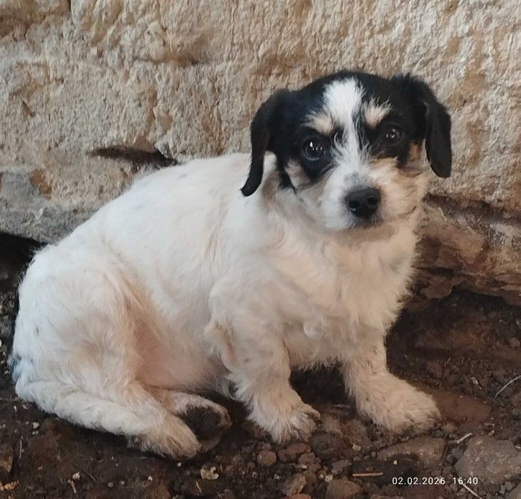 Cățelușe spre adopție