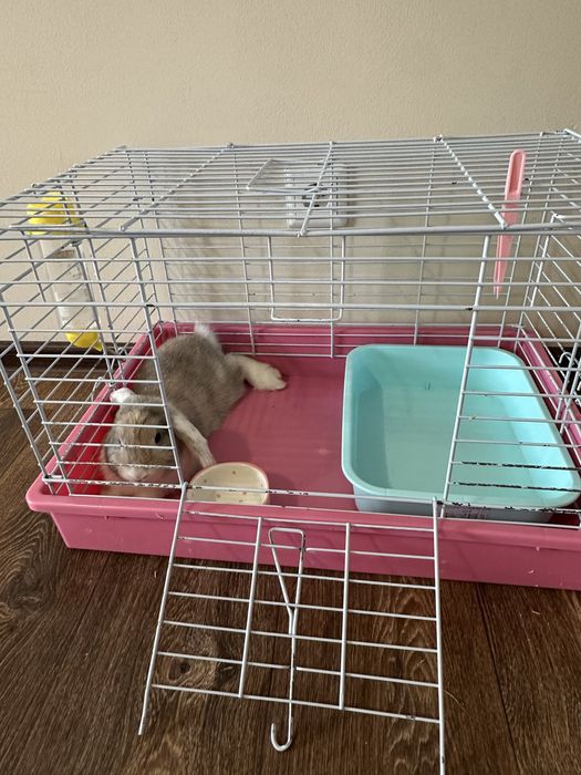 СРОЧНО! Продаю зайчика