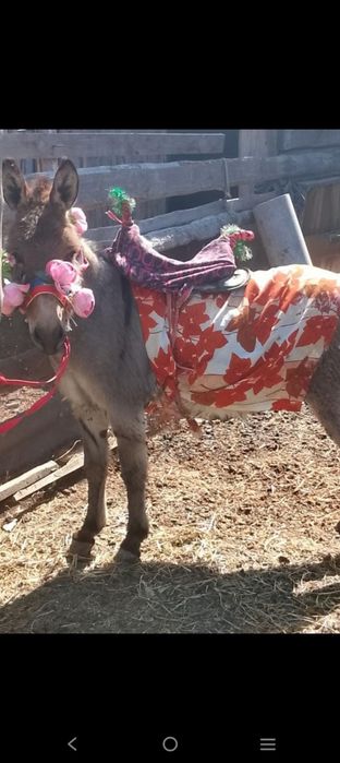 Продам ишака город Павлодар
