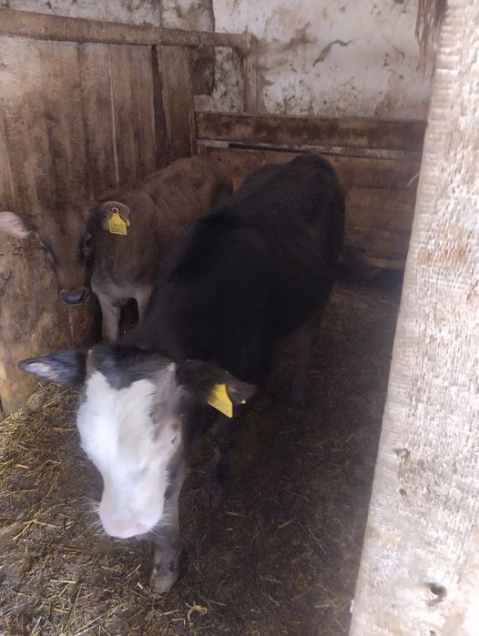 Продам телят бычок и телачка