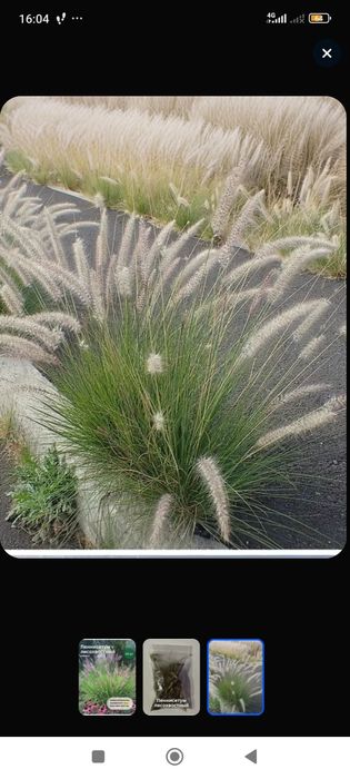 Продам семена декоративных злаков и трав