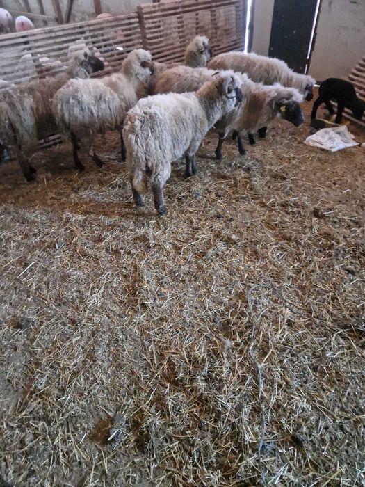 Vand oi  la 500 lei bucata