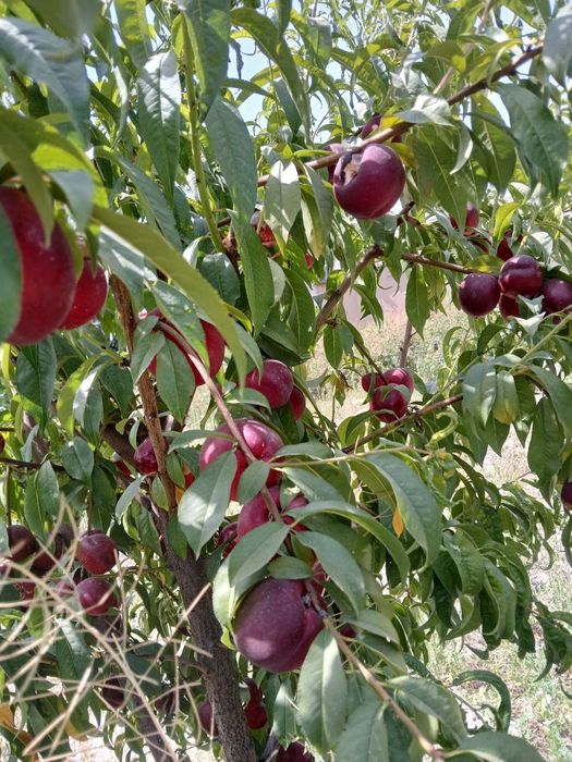 Samarqand mevali kuchtalar optim