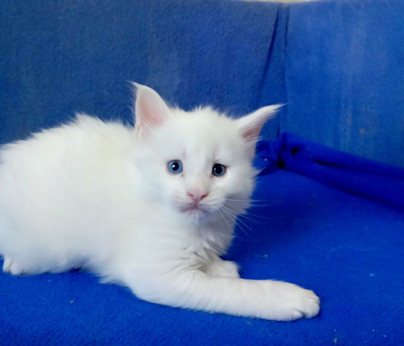 Котята породы Мейн Кун