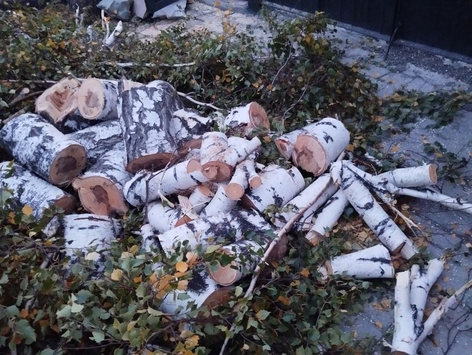 Спил деревьев с помощью альпинизма