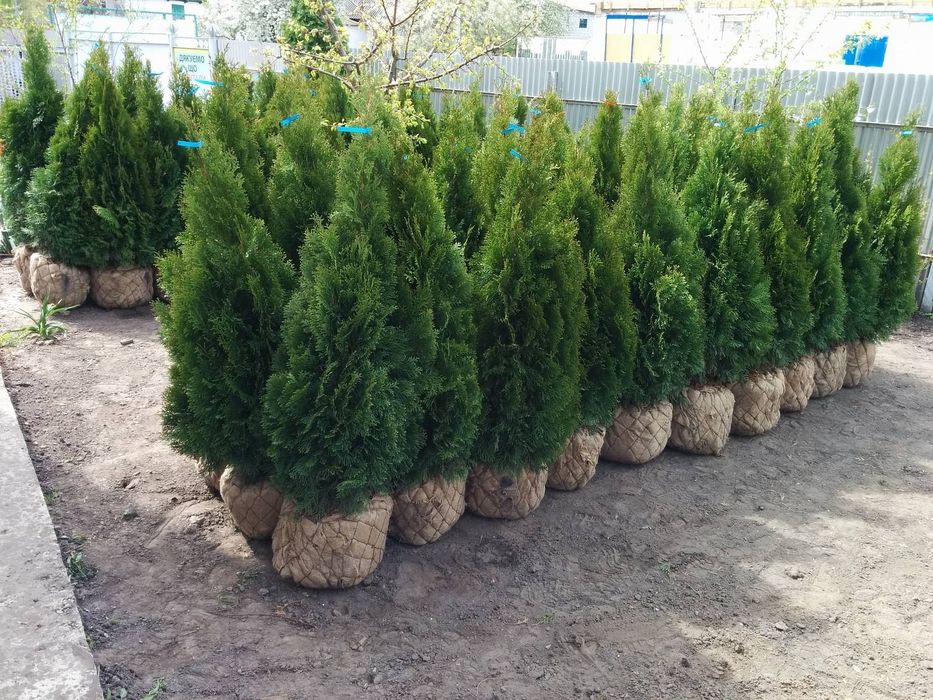 ОТ ПИТОМНИКА Туя смарагд 1м до 4м