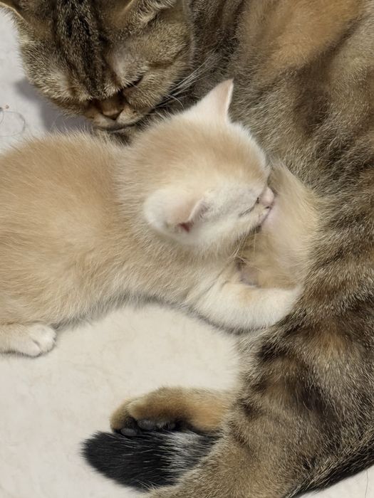 Skotsh strayt ikki oylik latok biladi ovqat yeydi juda aqilli