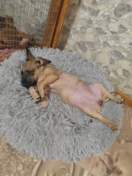 Щенки в добрые руки