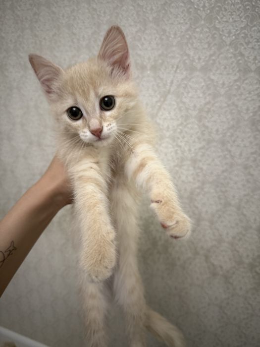 Котёнок ищет дом