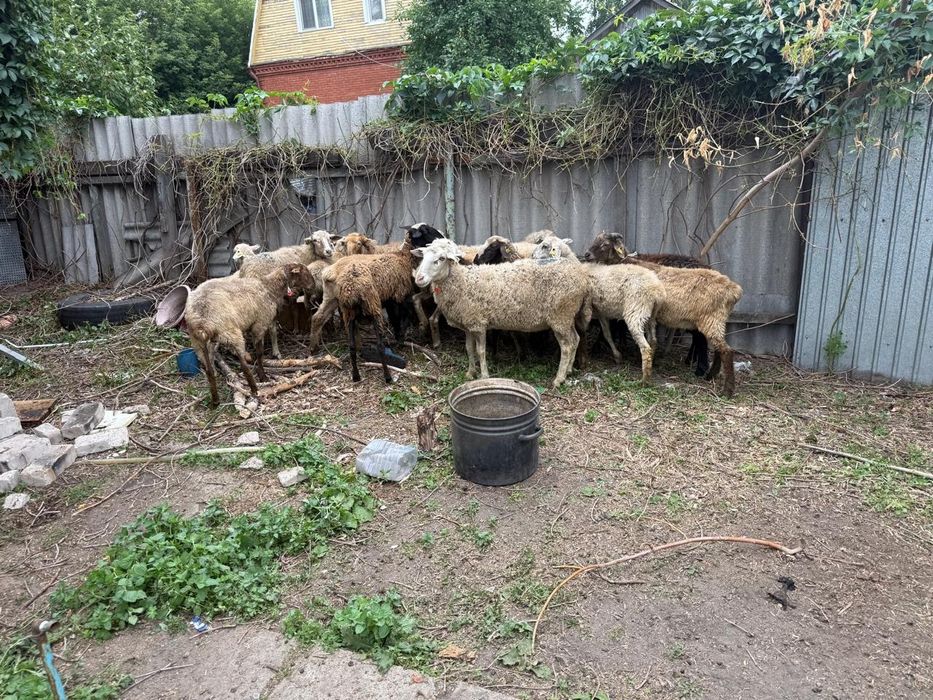 Продам бараны  на мяса или развод