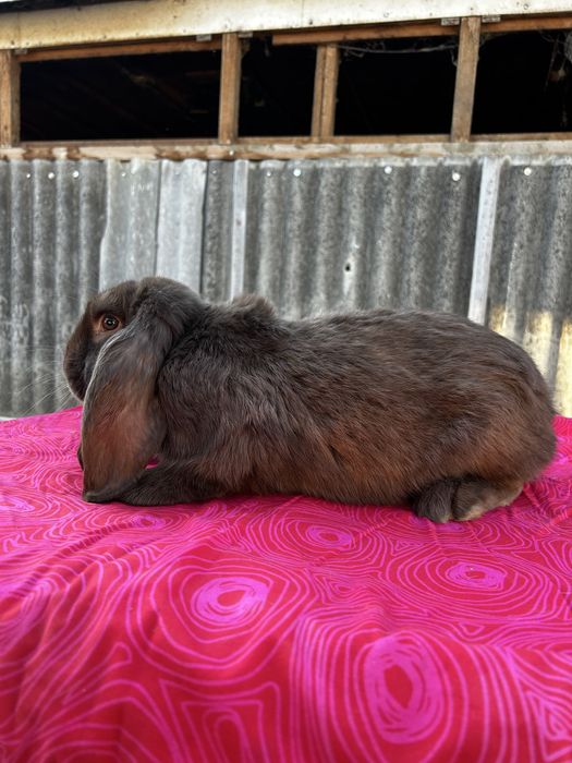 Iepuri berbec german