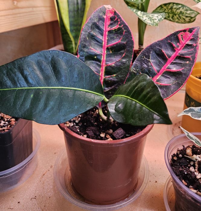 Продам комнатные растения