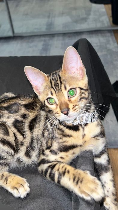 Бенгалски котка, малък тигър