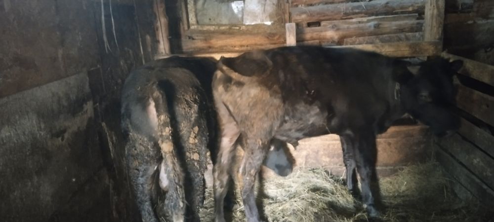 Продам бычков и телочку