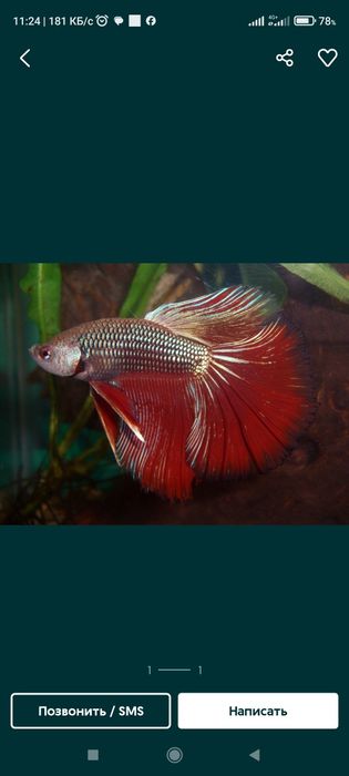 Аквариумные рыбки.