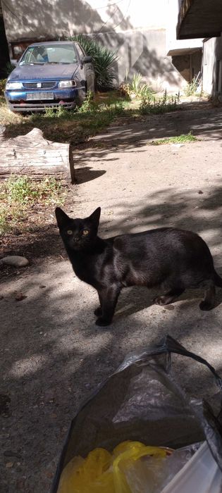 Котенца на 7 месеца търсят дом.