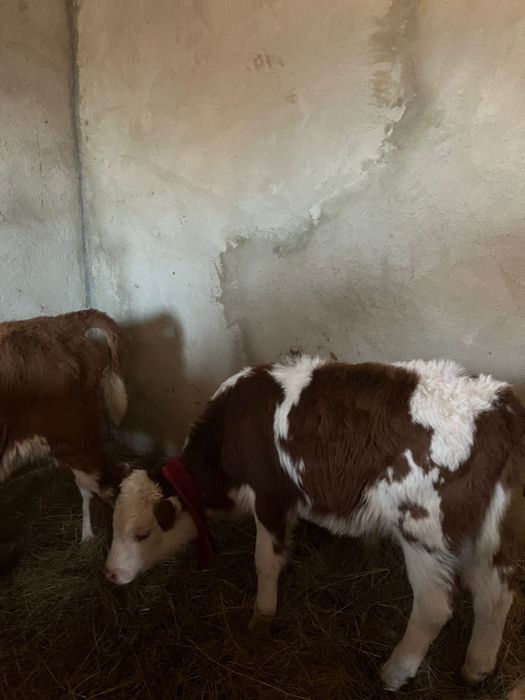 Продам Телят. Отличные бычки, 2 месяца