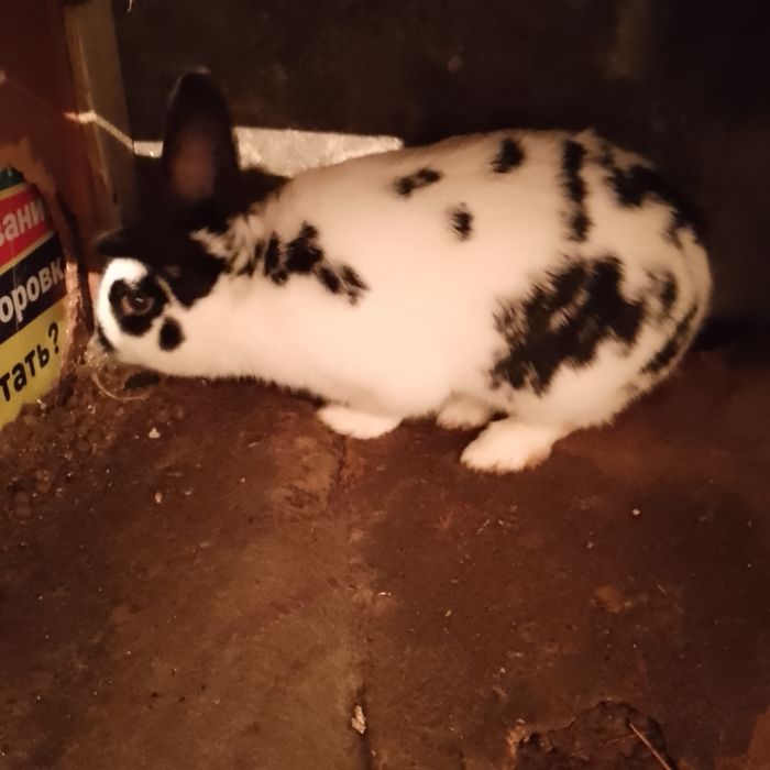 Продам кролик малчикь