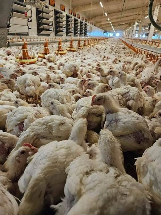 Pui alb de carne si rasa mixta