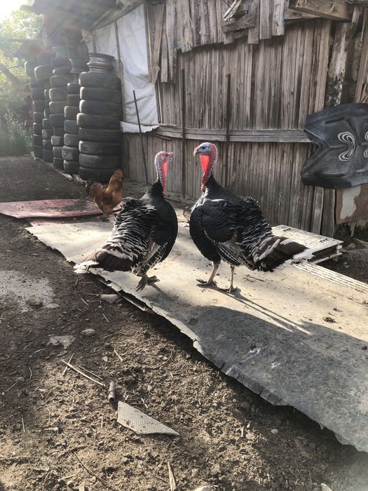 Vand curcani de tara