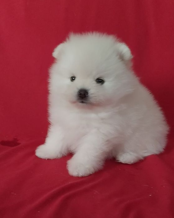 Мальчики и девочки шпица