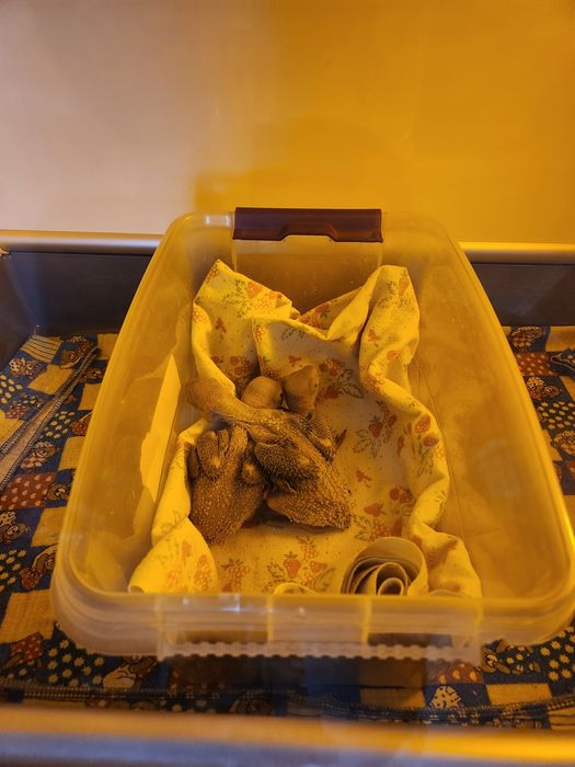 Продам Александрийского птенчика. Вылупился в инкубаторе