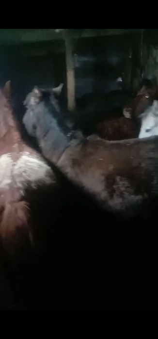 Жеті бас жабағы сатылады!