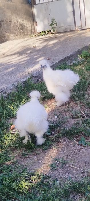 Cocoși mătase japoneză