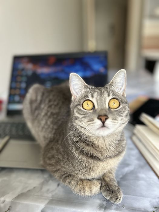 Отдам даром кошку