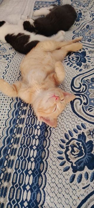 Отдаются котята в хорошие руки