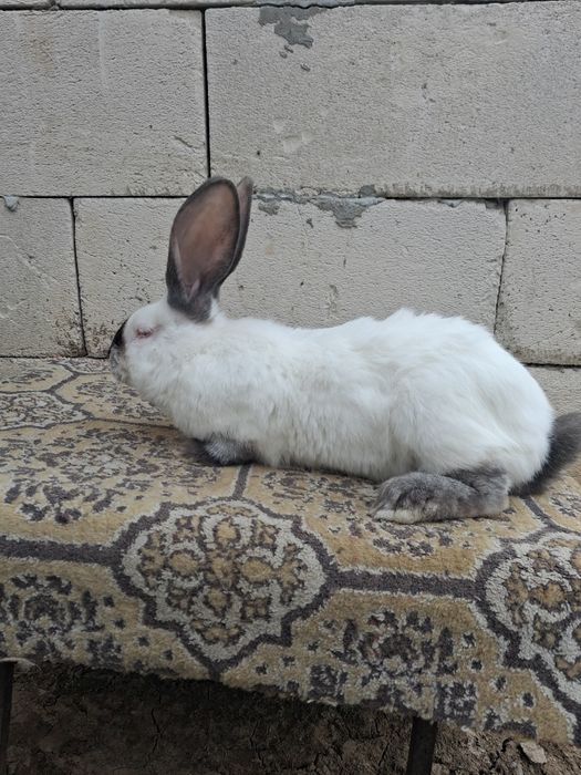 Vand iepuri  urias de Transilvania