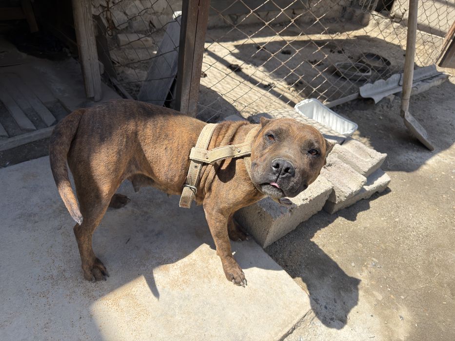 Amerikanskiy Pitbull