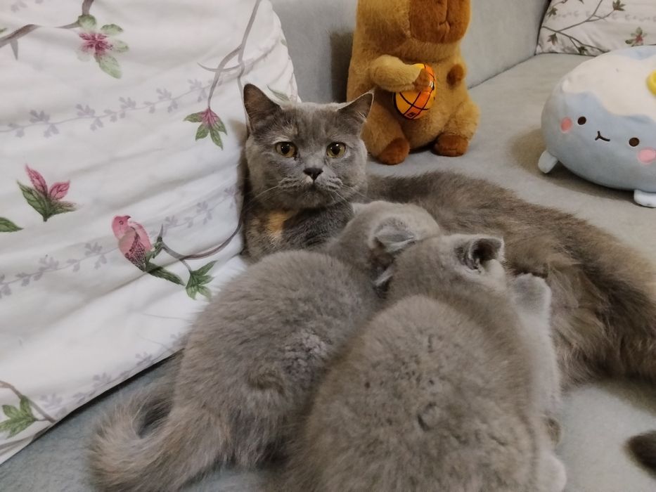 Сладкие, Британские котята, 2 месяца, домашние, приучены к лотку.