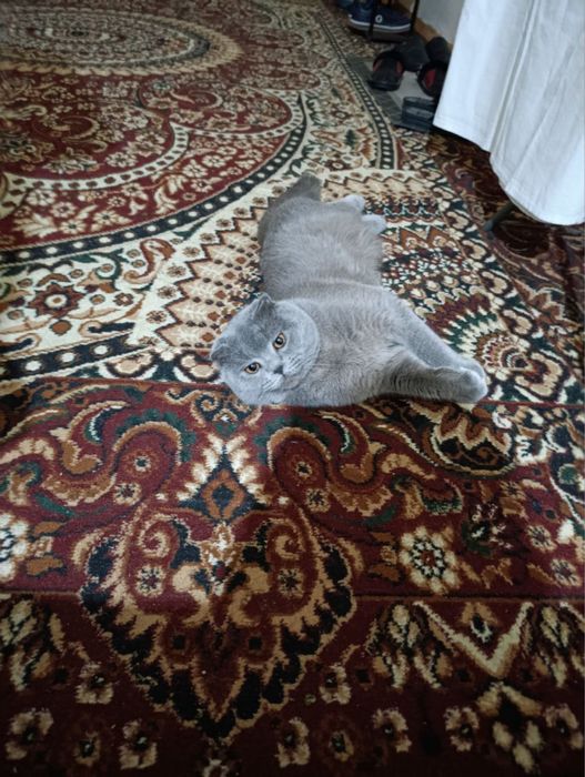 Британская короткошерстная