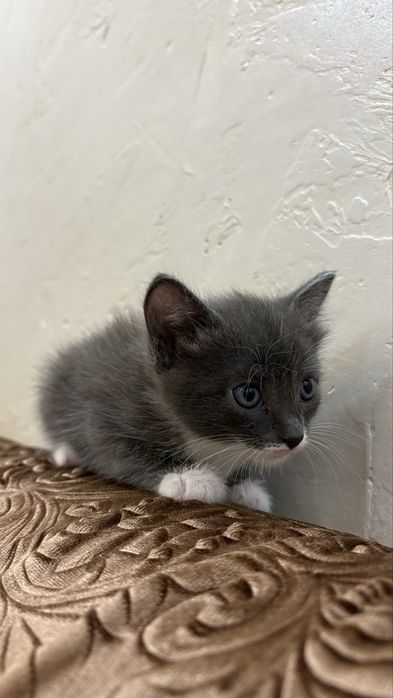 Отдаем красивых котят