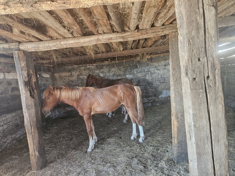 Құлынды бие таймен