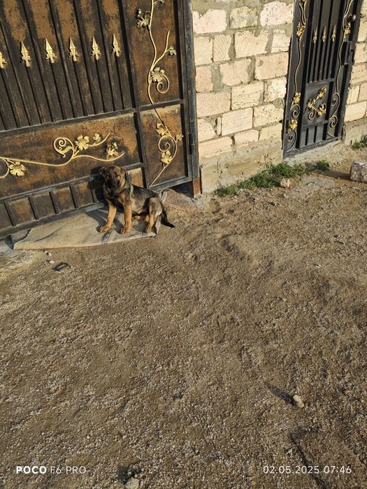 Бельгийская собака