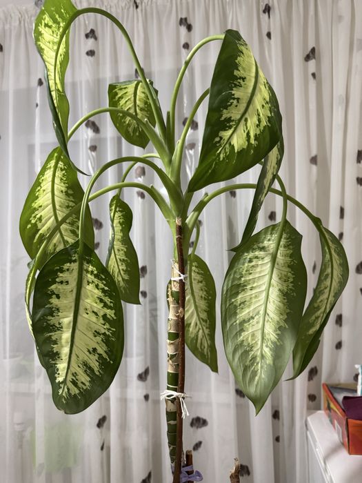 Диффенбахия продам