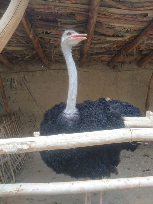 Afrika qora bo'yin strauslari sotiladi