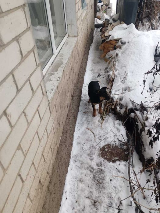 Отдадим в добрые руки