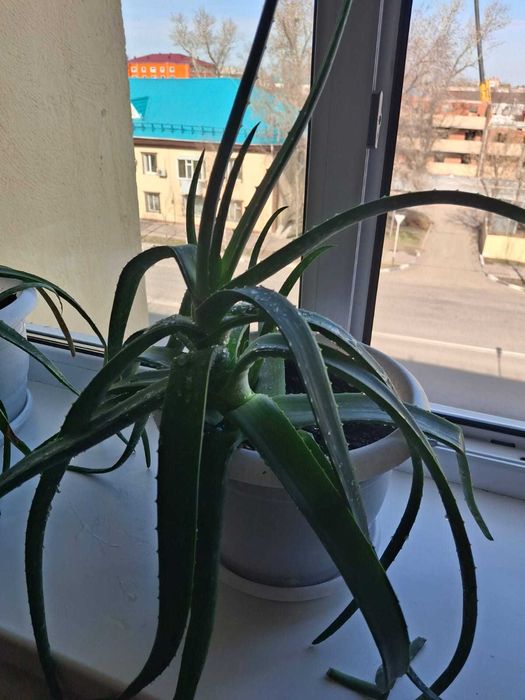 Два алое (возрастом около 5 лет)