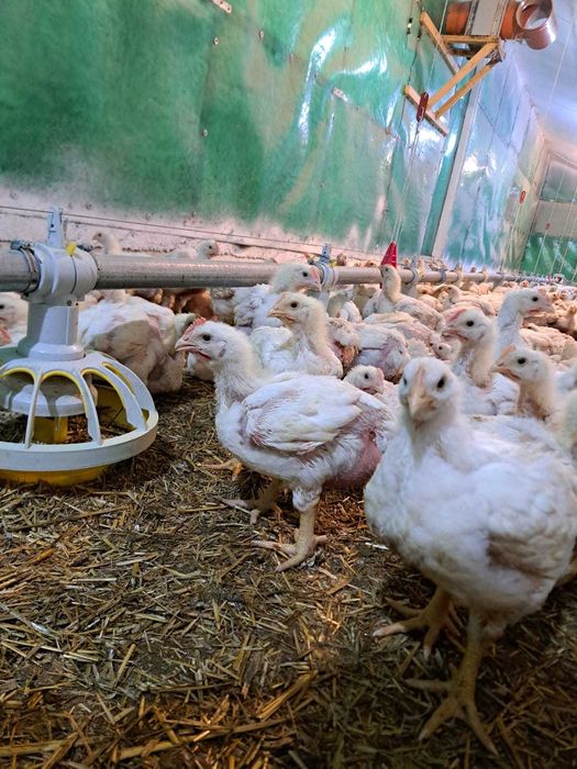 Vand pui de carne, 4 saptamani, peste 1,5 kg media 20 lei