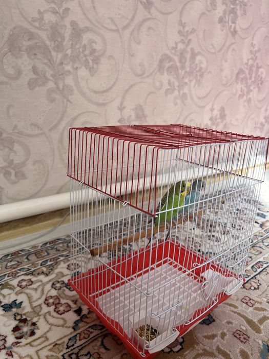 Продаю попугаев парочка вместе с клеткой.