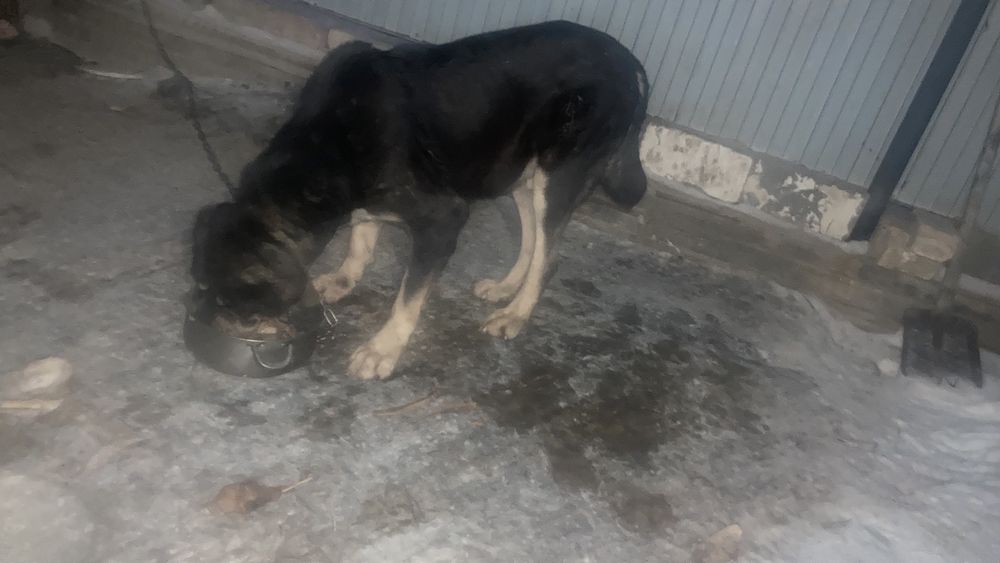 Продам алабай сао