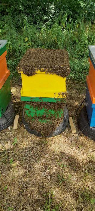 FAMILII, ROIURI de albine 2025-2026