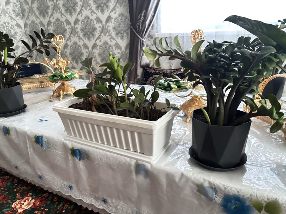 Доллар гулдер сатылады