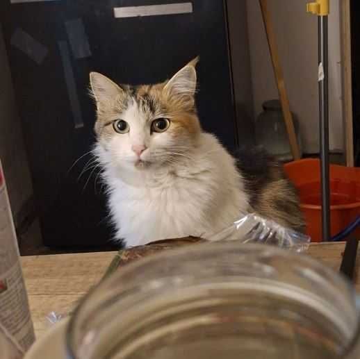 Пропала кошечка Лиза