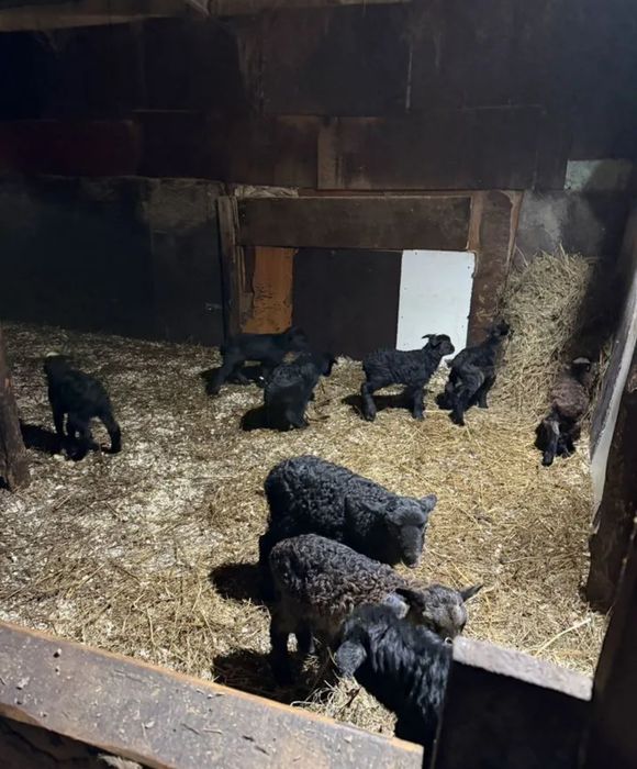 қошқарлар, қойлар, қозылар курдючные