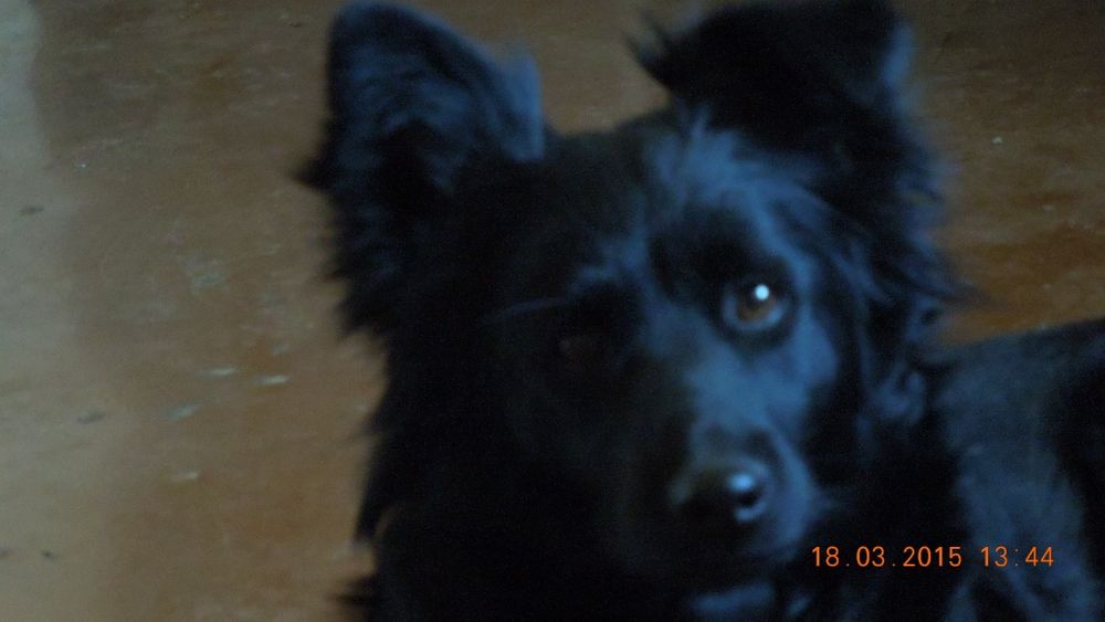 Пропала собака. В районе аэропорта.